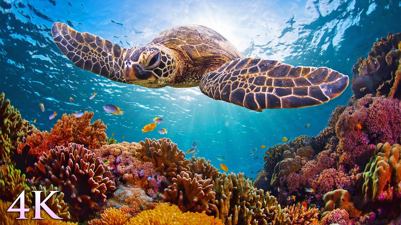 11HRS of 4K Turtle Paradise – Undersea Nature Relaxation Film + Meditation Music by Jason Stephenson