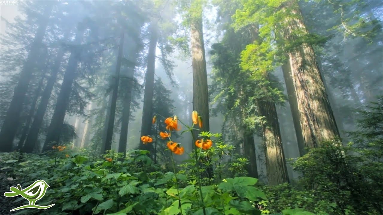 Beautiful Relaxing Music • Peaceful Piano Music and Guitar Music