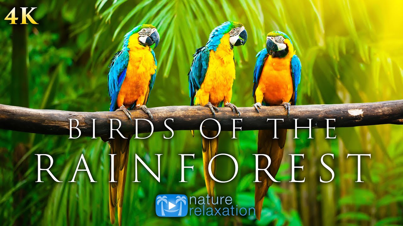 (4K) Breathtaking Colorful Birds of the Rainforest – 1HR Wildlife Nature Film + Jungle Sounds in UHD