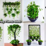 5 Money Plants Hanging & Decoration Ideas For Your Indoor | Money Plants Growing Ideas