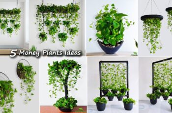 5 Money Plants Hanging & Decoration Ideas For Your Indoor | Money Plants Growing Ideas