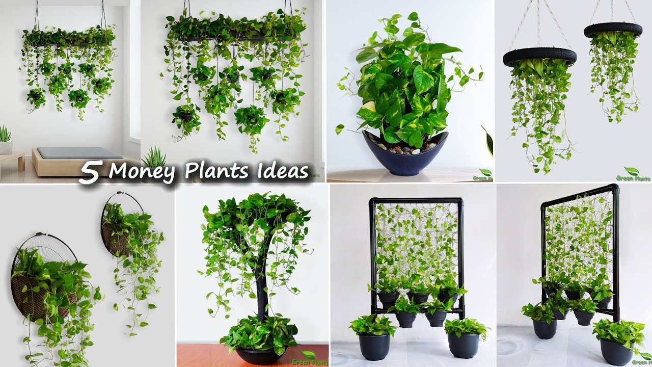 5 Money Plants Hanging & Decoration Ideas For Your Indoor | Money Plants Growing Ideas