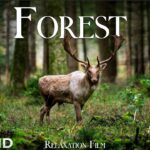 Forest 4K European Nature Relaxation Film | Meditation Relaxing Music | Nature Soundscapes