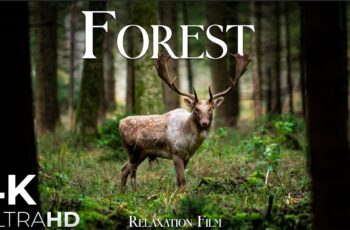 Forest 4K European Nature Relaxation Film | Meditation Relaxing Music | Nature Soundscapes