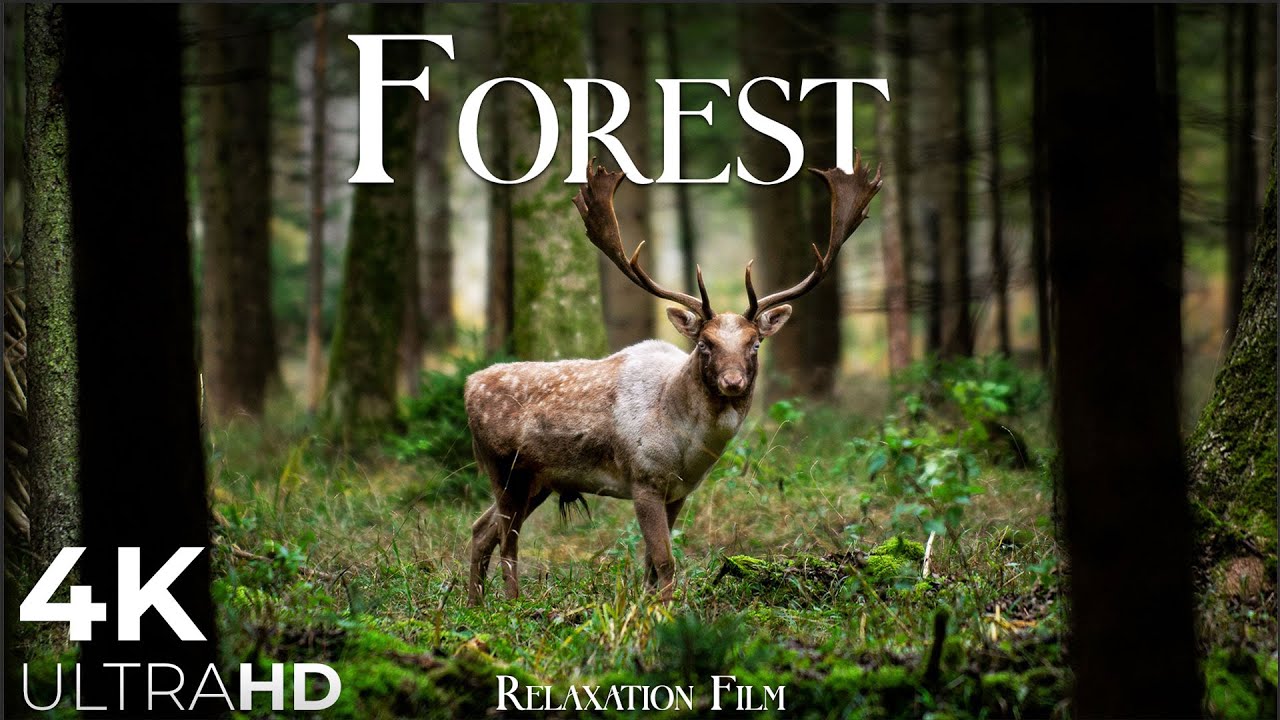 Forest 4K European Nature Relaxation Film | Meditation Relaxing Music | Nature Soundscapes
