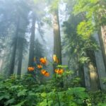 Beautiful Relaxing Music • Peaceful Piano Music & Guitar Music | Sunny Mornings by Peder B. Helland