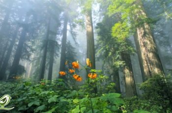 Beautiful Relaxing Music • Peaceful Piano Music & Guitar Music | Sunny Mornings by Peder B. Helland