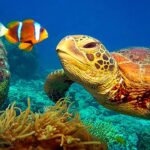 11 HOURS Stunning 4K Underwater footage + Music | Nature Relaxation™ Rare & Colorful Sea Life Video