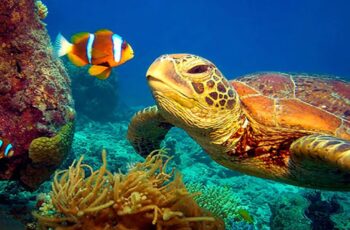 11 HOURS Stunning 4K Underwater footage + Music | Nature Relaxation™ Rare & Colorful Sea Life Video 11 HOURS Stunning 4K Underwater footage + Music | Nature Relaxation™ Rare & Colorful Sea Life Video