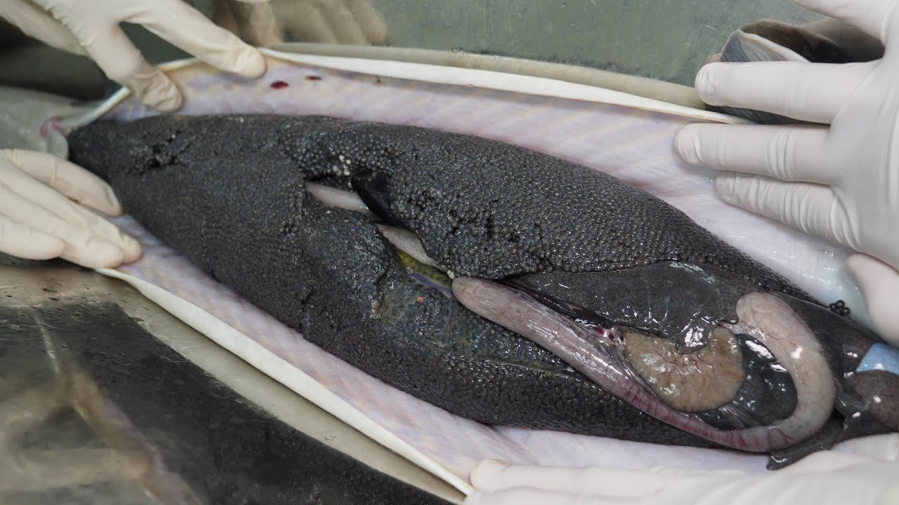 The making process of caviar, one of the three best flavors in the world