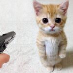 The funniest cats and dogs 🐱🐶 episode 55