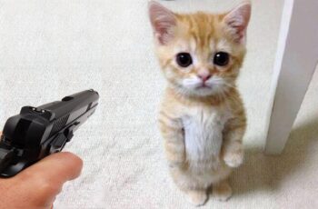 The funniest cats and dogs 🐱🐶 episode 55 The funniest cats and dogs 🐱🐶 episode 55