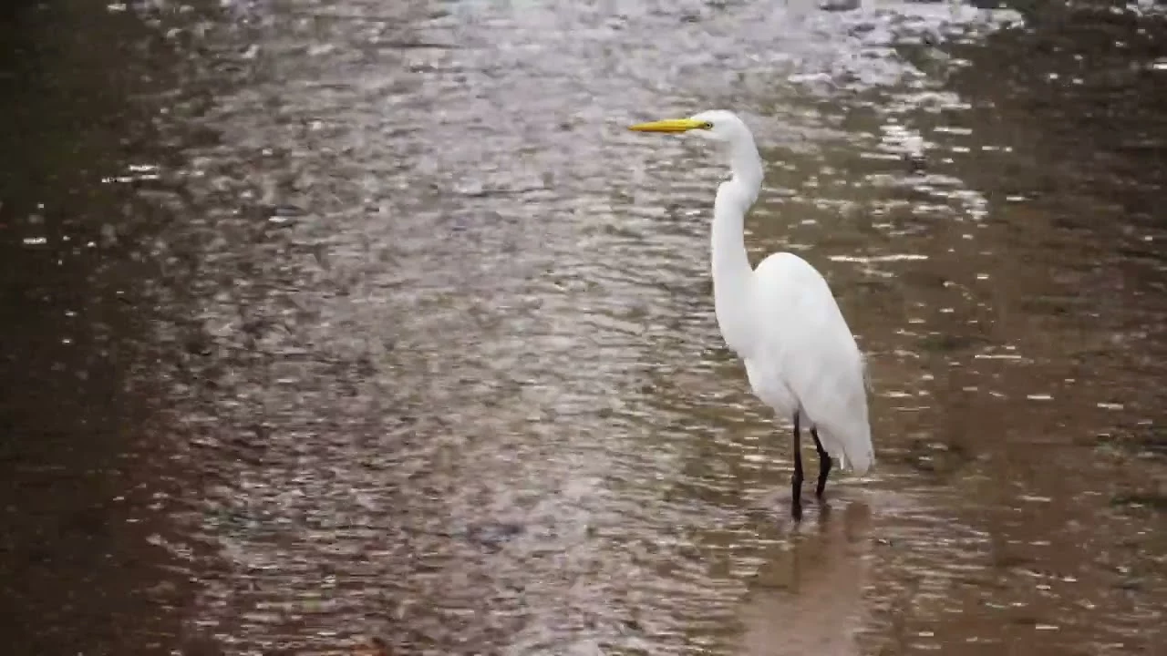 Satisfying 4K animal videos in nature | A Beautiful Heron in Lake.