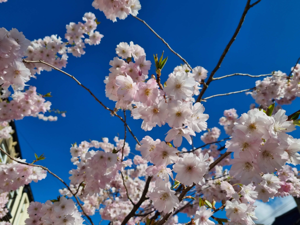 Attic24: Springy Easter Things