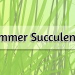 Summer Succulence! – Jimmy Beans Wool Blog