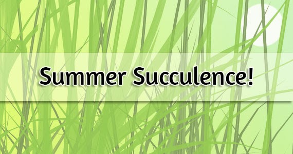 Summer Succulence! – Jimmy Beans Wool Blog
