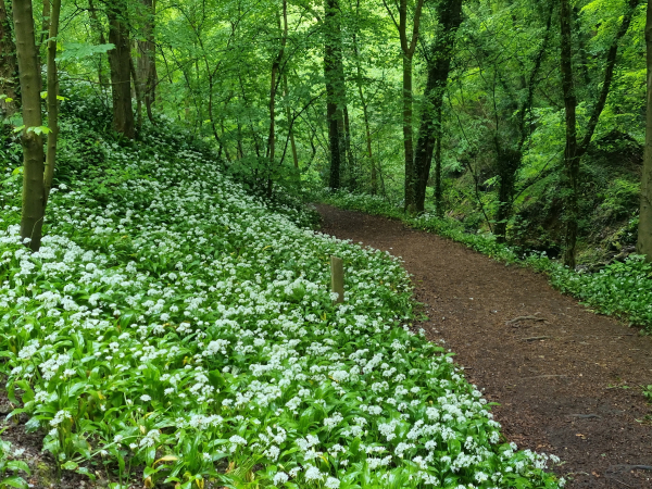 Attic24: The Lushness of May