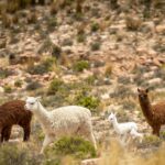 Behind the Yarn Line: Yarn Citizen