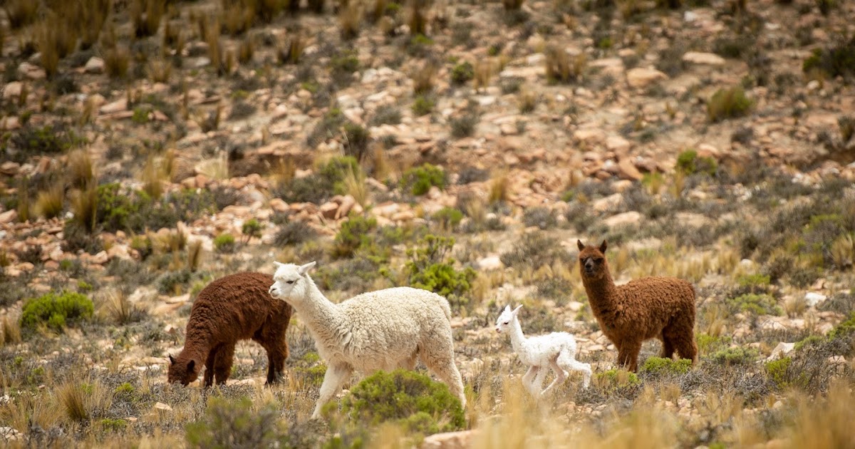 Behind the Yarn Line: Yarn Citizen